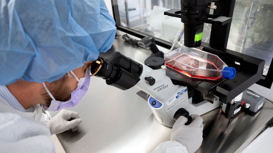 New cancer tech sends chemo straight to tumors Education NT